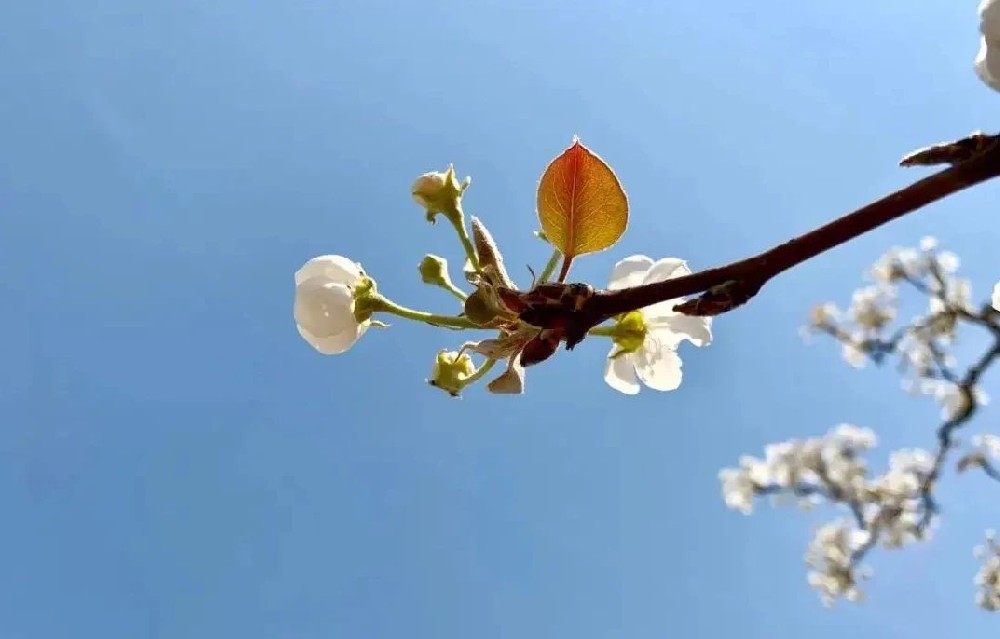 耳朵闷堵胀？除了捏鼻子鼓气，还可以试试这样