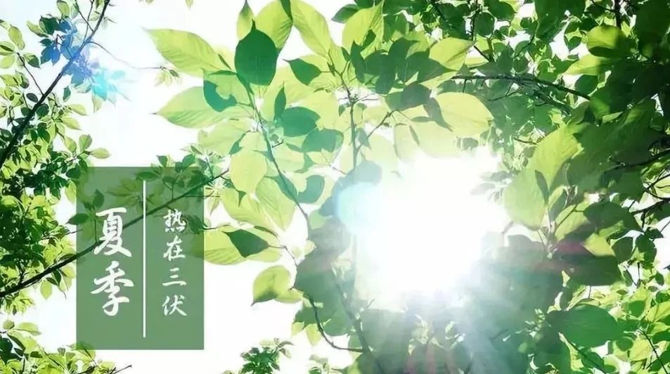 夏有三伏，热在中伏！抓住夏季最后的养生“黄金期”！