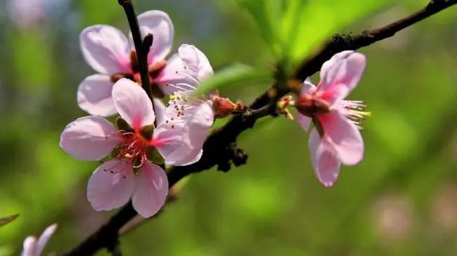 “春气通于肝”，春季，重在养肝、护肝