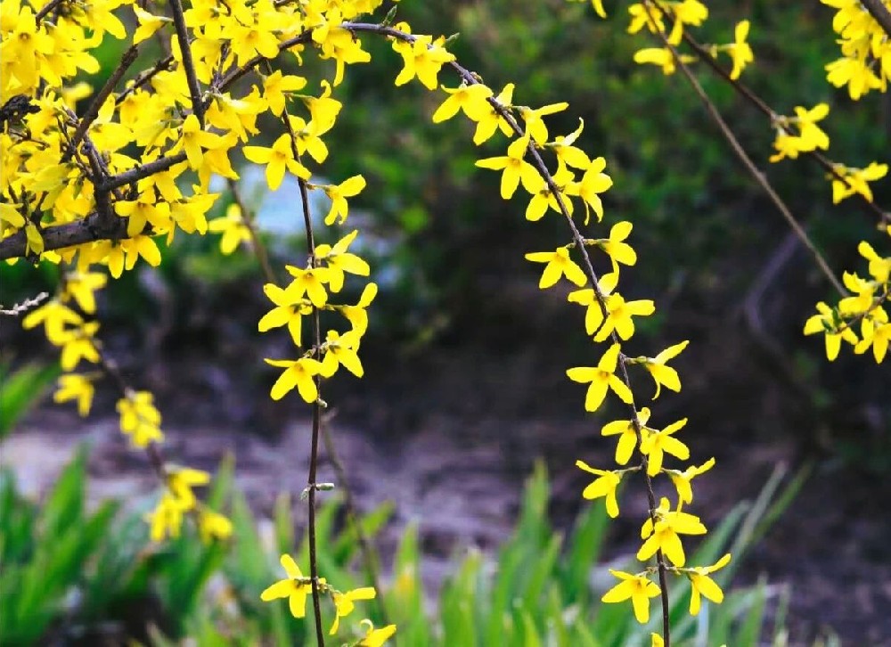 帮耳通多地布局：春季耳朵拉警报，祛湿行动开启
