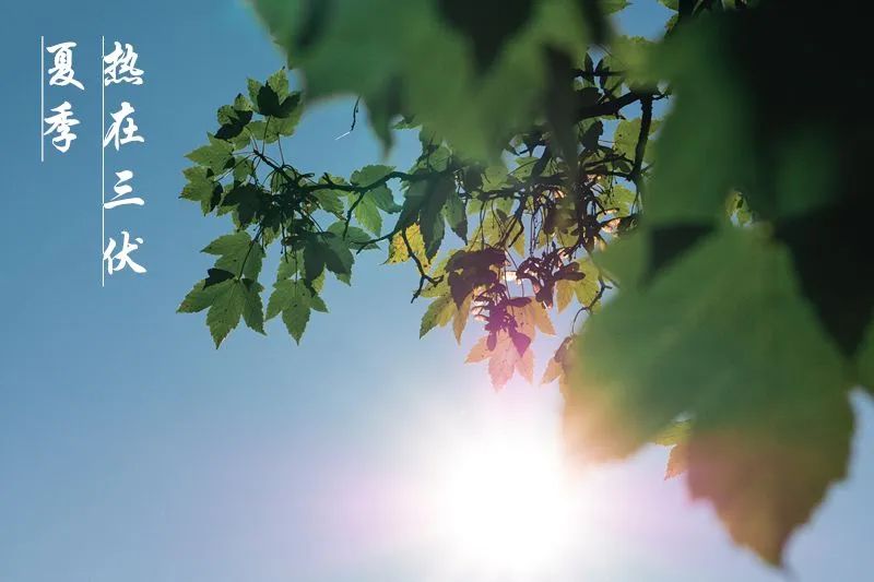 出伏啦！别让 “秋老虎” 和湿气伤了身，护好这几处才能安稳入秋