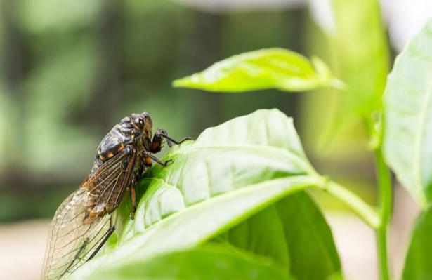热搜刷屏！露营4小时，差点“聋”了！医生：这种高频噪声，严重时听力损失不可逆